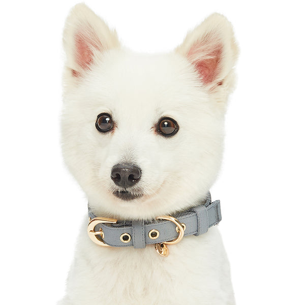 Blueberry Pet - The Most Coveted Dog Collar with Dotty Bowtie and Pearl