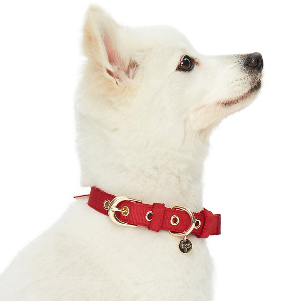 Blueberry Pet - The Most Coveted Dog Collar with Dotty Bowtie and Pearl
