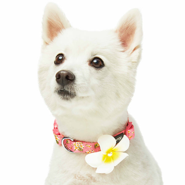 Blueberry Pet - Tropical Flower Dog Collar