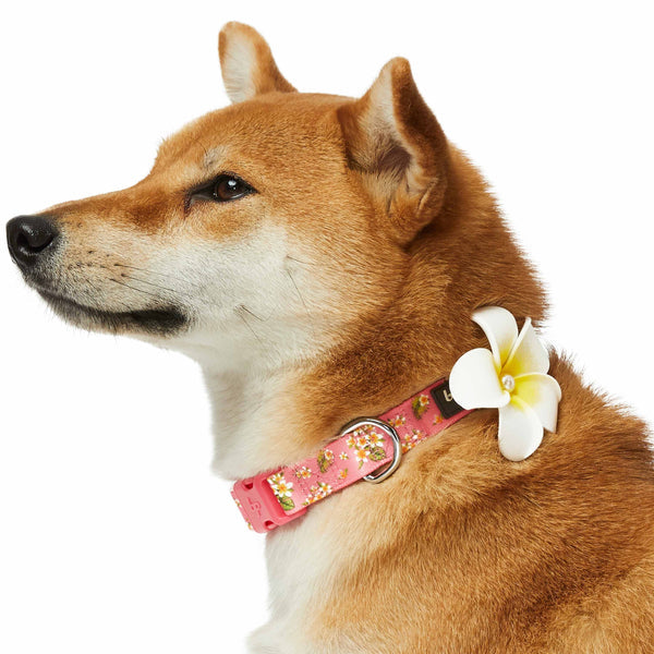 Blueberry Pet - Tropical Flower Dog Collar