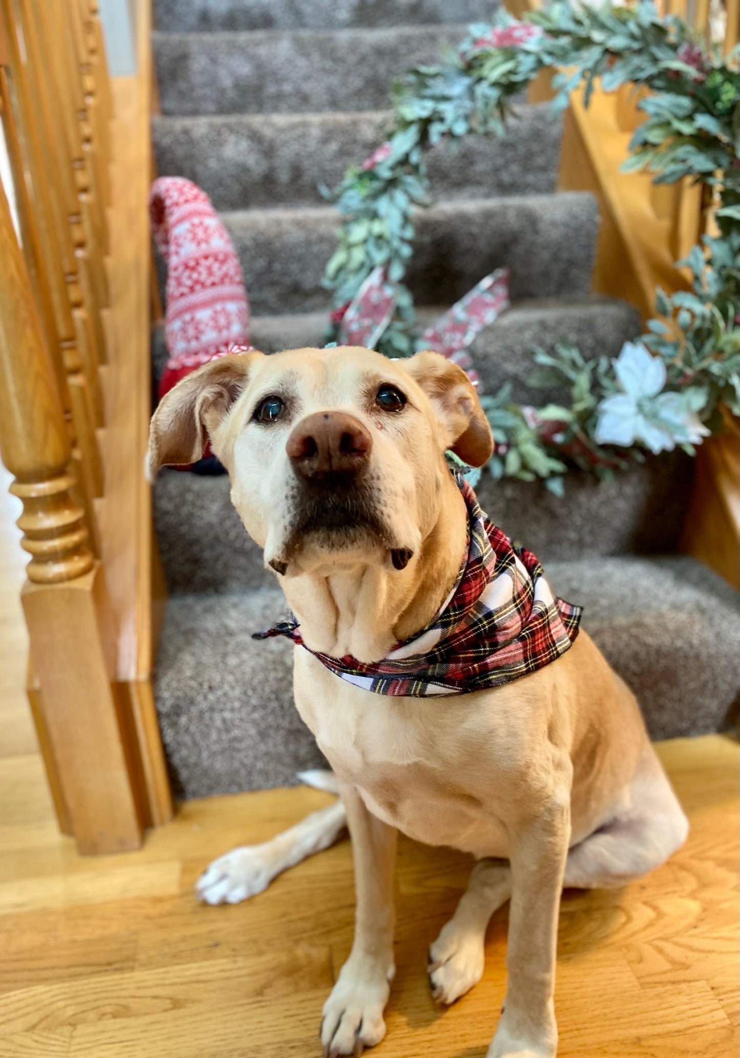 Red plaid pet bandana