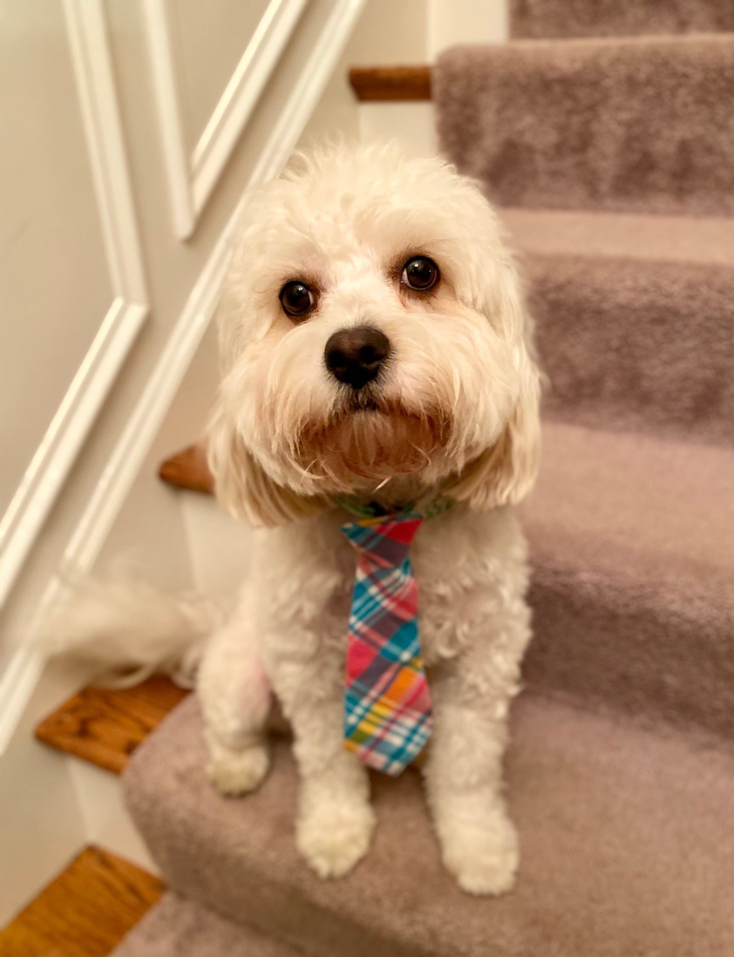 Spring Plaid Dog Tie