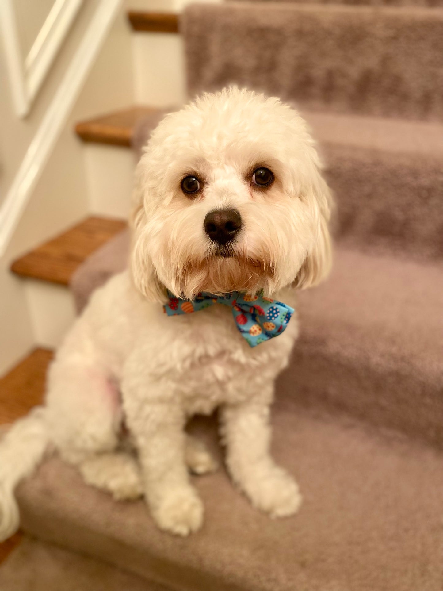 Easter egg pet bow tie