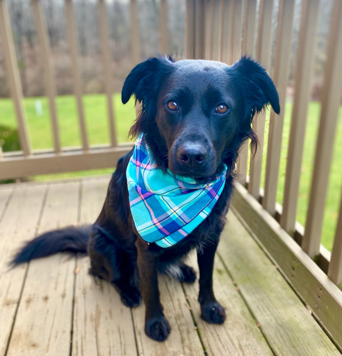 Blue and purple plaid pet bandana