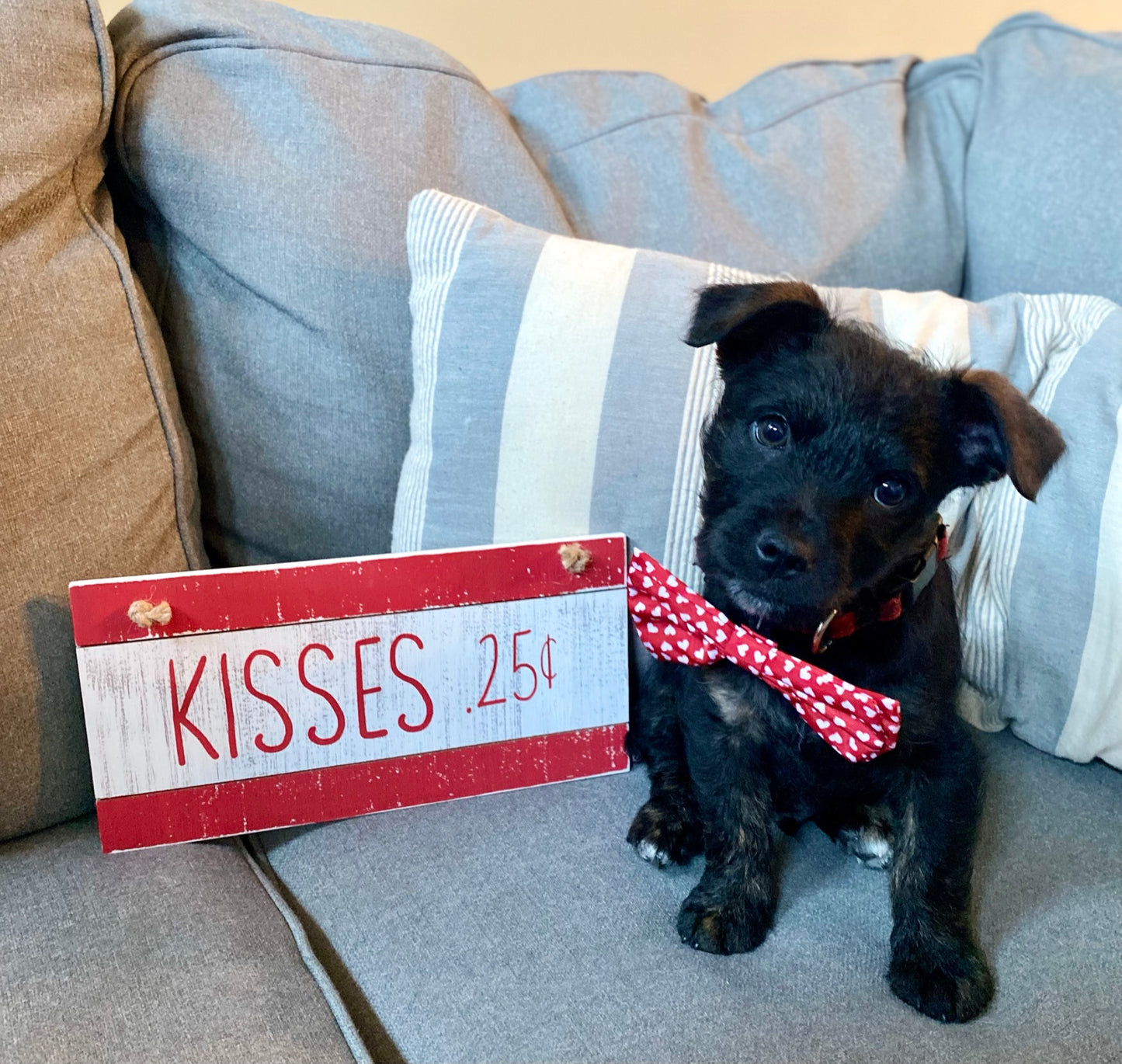 Red hearts Valentine Pet bows