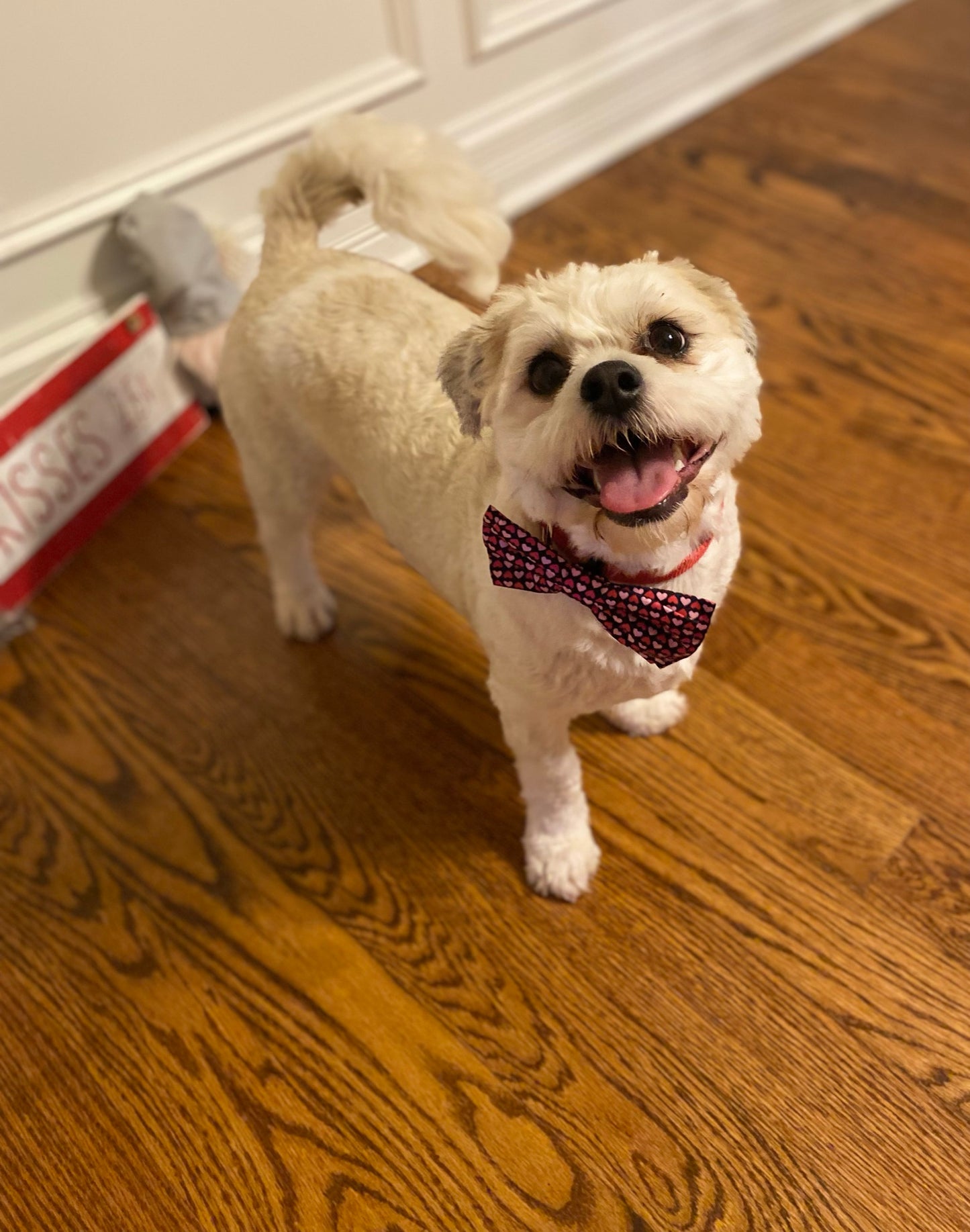 Hearts Valentine Pet Bow tie