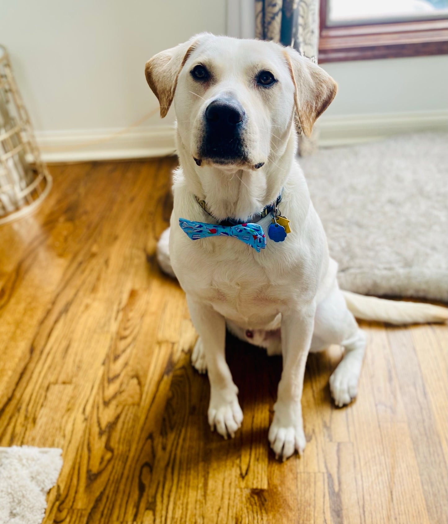 Birthday Pet Bow tie