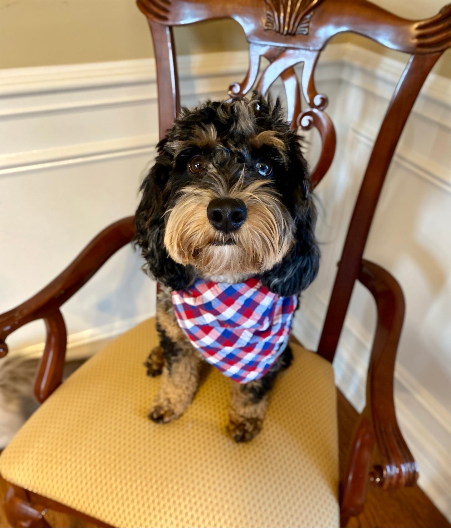 Red, white and blue Dog Bandana