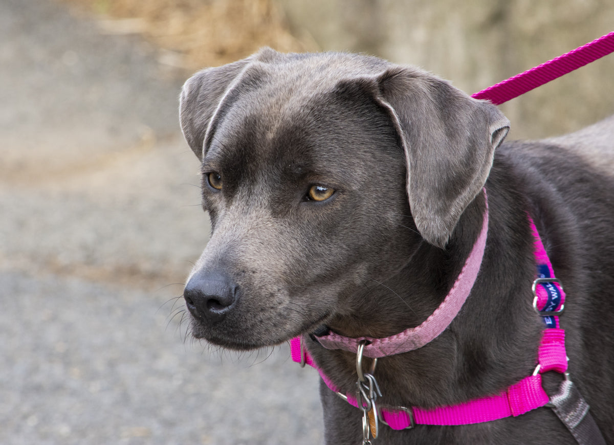 How to Choose a Dog Collar Material – Canini Shop