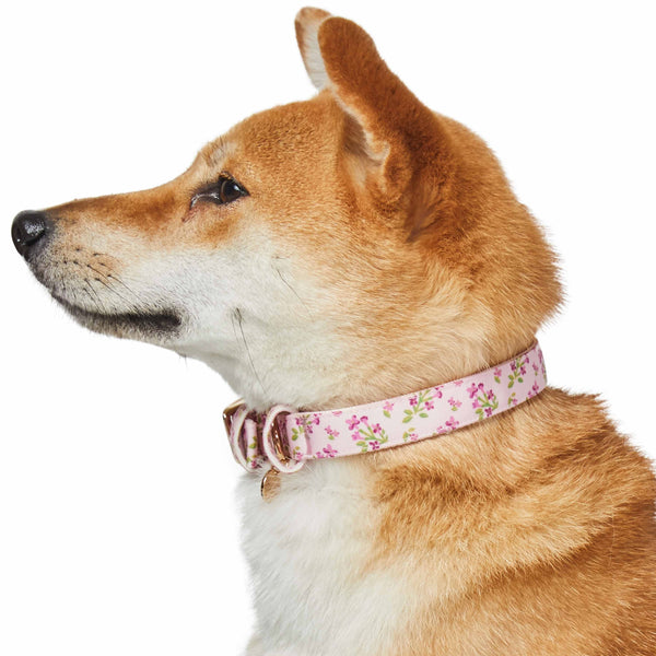 Blueberry Pet - Flower Power Canvas Dog Collar