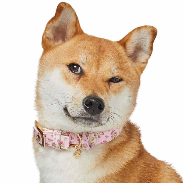 Blueberry Pet - Flower Power Canvas Dog Collar