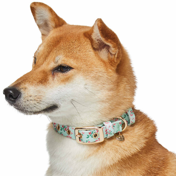 Blueberry Pet - Flower Power Canvas Dog Collar