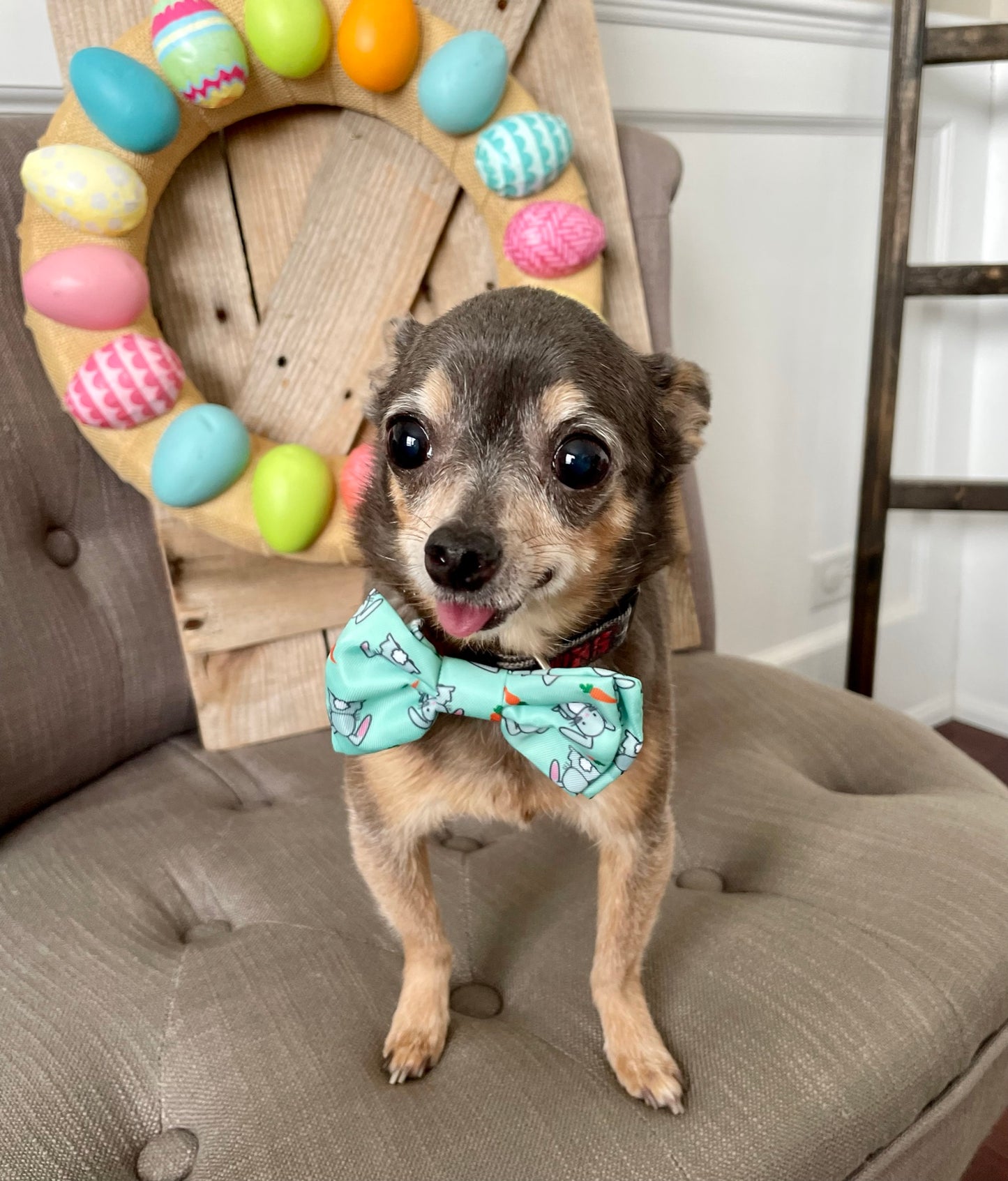 Rabbit pet Bow tie
